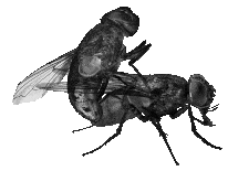 FLY MS