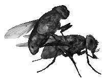 FLY MS