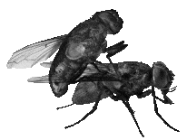 FLY MS